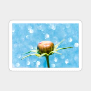 Cosmos Flower Bud Magnet