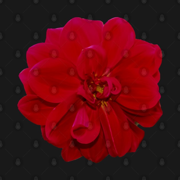 red flower by rickylabellevie