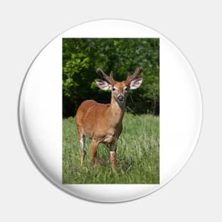 Velvety Buck - White-tailed deer Pin