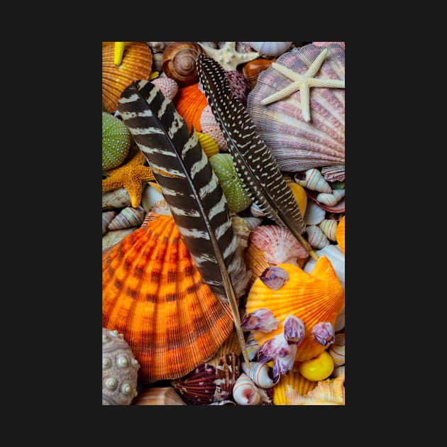 Feathers And Seashells by photogarry