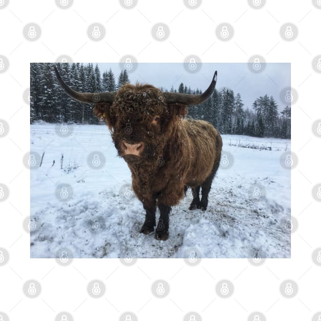 Scottish Highland Cattle Bull 2207 by SaarelaHighland