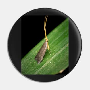 A Long-horned Moth (lecithocerids) standing tall and proud Pin