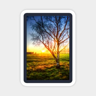 Birch Tree Yellow Sunrise Glow Magnet