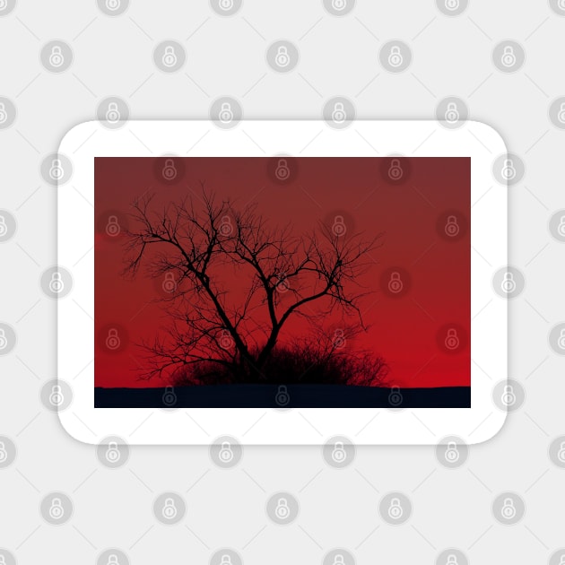 Red sky at night - Bare Tree Magnet by Jim Cumming