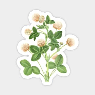 Clover Plant Illustration Magnet