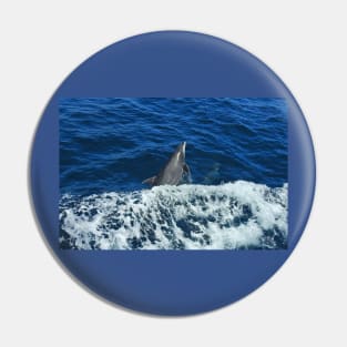 Marine Life, Dolphin, Pacific Ocean, marine life, wildlife, gifts Pin