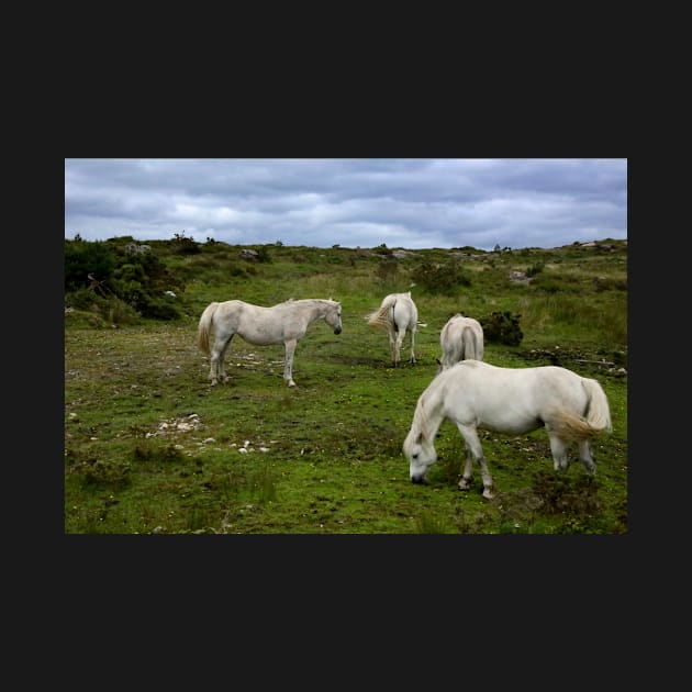 Free horses in Ireland by annalisa56