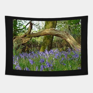 Bluebells under Deadwood Tapestry