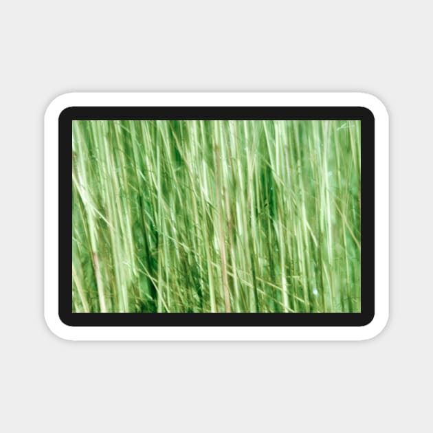 Nature in abstract, green grass in motion blur Magnet by brians101