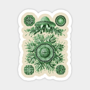 Ernst Haeckel Discomedusae Jellyfish Plate 28 Green Magnet