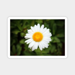 One White Daisy Magnet