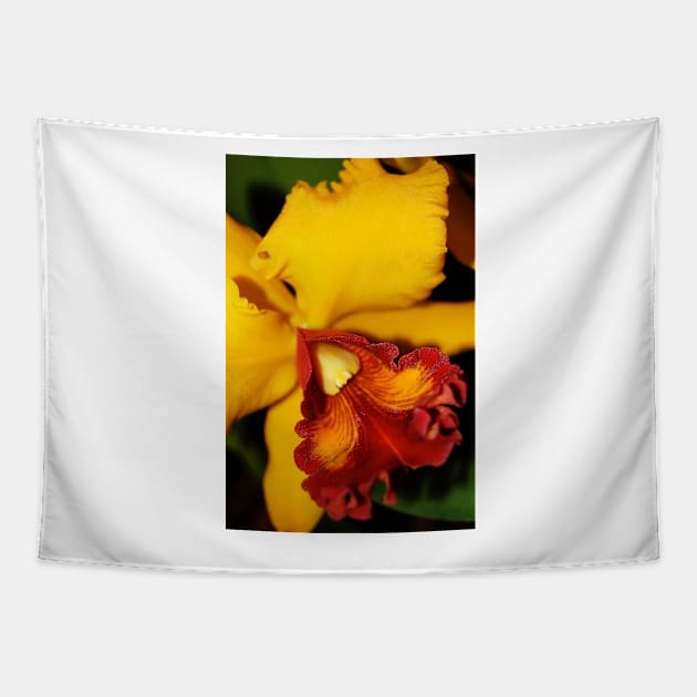 Soft-Focus Orchid Tapestry by WaterGardens