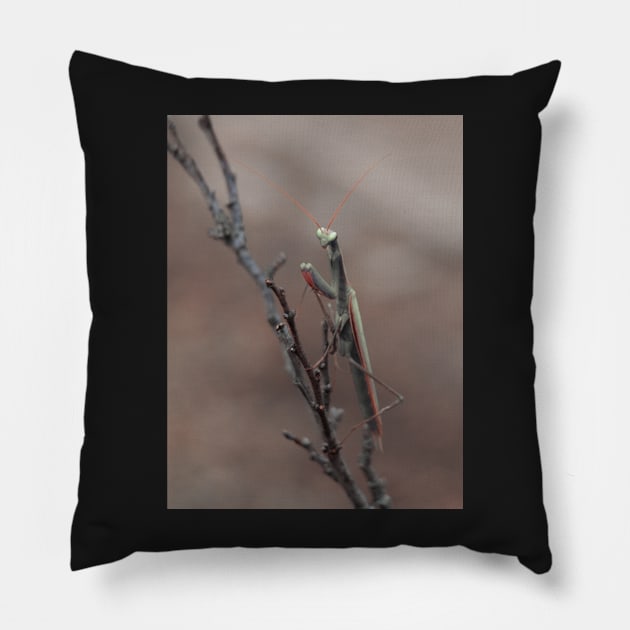 praying mantis Pillow by bunlinked