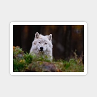 Arctic Wolf Magnet