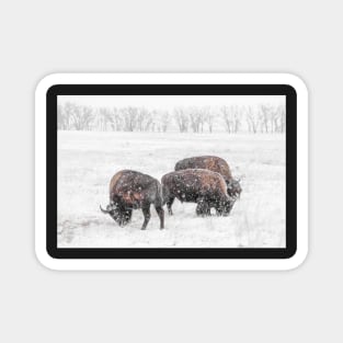 Frosty Bison Trio Magnet