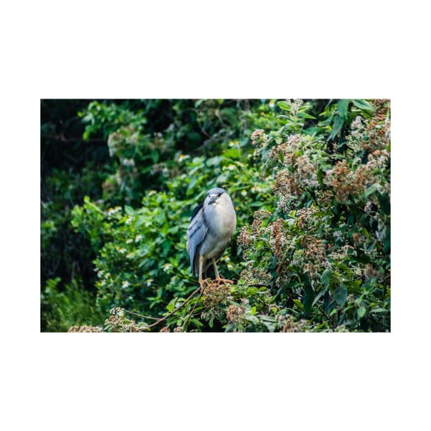 Black-crowned night heron in Honolulu by KensLensDesigns