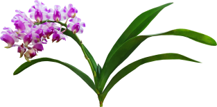 Orchids - Aerides Lawrenciae X Odorata Orchid Magnet