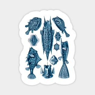 Ernst Haeckel Ostraciontes Fish Prussian Blue Magnet