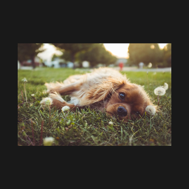 Disover Spaniel Dog and Dandelion - Spaniel Dog - T-Shirt