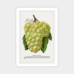 Green Mountain Grape Lithograph (1900) Magnet