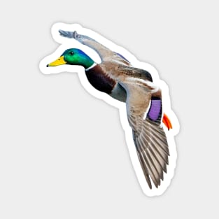 Mallard Landing Magnet