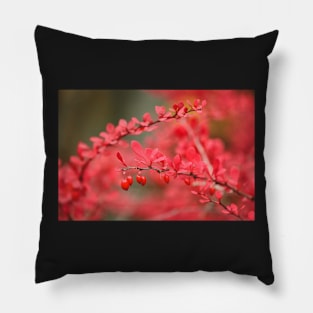 Close-up of red barberry in autumn Pillow