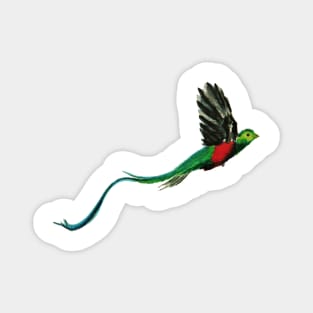 Costa Rica Quetzal Watercolor Magnet