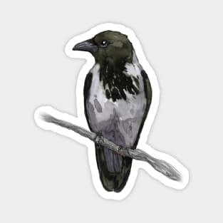 Hooded crow watercolor Magnet