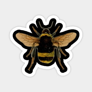 Bumble bee Magnet