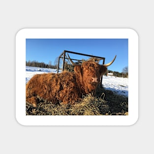 Scottish Highland Cattle Cow 2271 Magnet