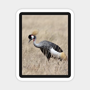 Grey Crowned Crane, Serengeti, Tanzania Magnet