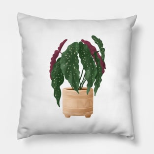 Begonia Maculata 5 Pillow