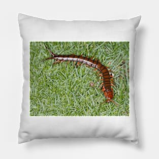 Hawaiian centipede Pillow