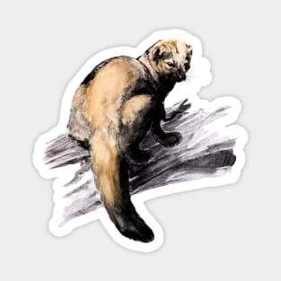 Pekan Fisher Marten Magnet