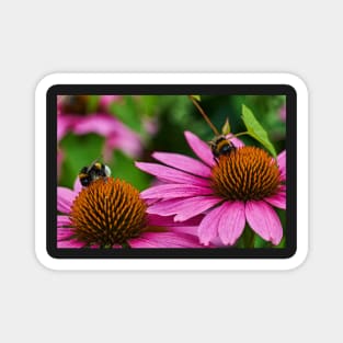 Two bumble bees Magnet