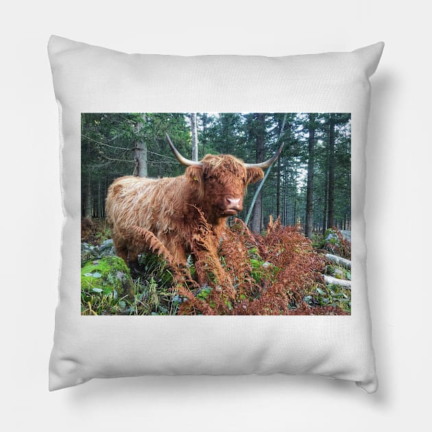 Scottish Highland Cattle Cow 2134 Pillow by SaarelaHighland