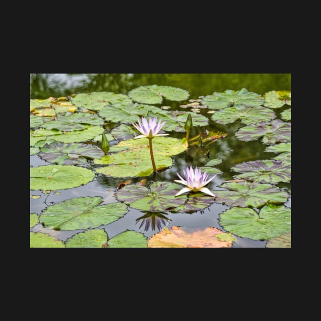 White Lotus Flowers by MCHerdering