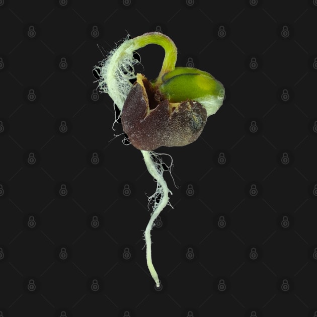 Reflected light micrograph of young turnip sprout by SDym Photography