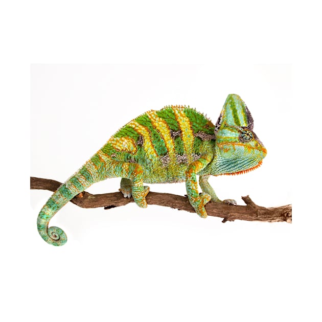 Chameleons by kawaii_shop