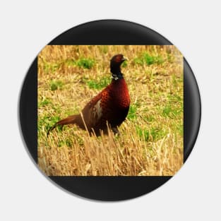 Pheasant, Scotland Pin