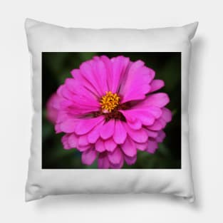 Summer Pink Zinnia Pillow