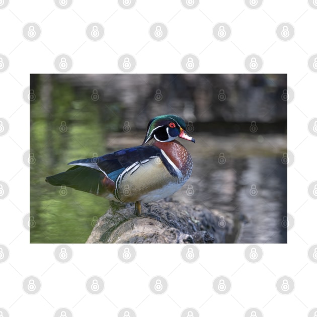 Wood duck perched on a log by Jim Cumming