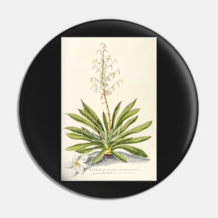 Agave filifera - botanical illustration Pin