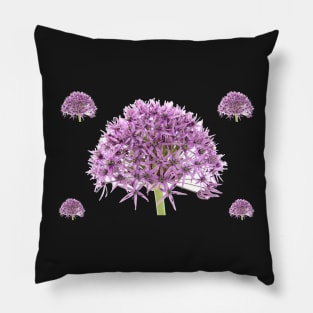 Allium stipitatum  &#39;Violet Beauty&#39; Pillow