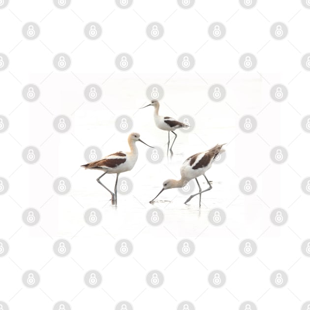 Stunning American Avocets Wading Birds at the Beach by walkswithnature