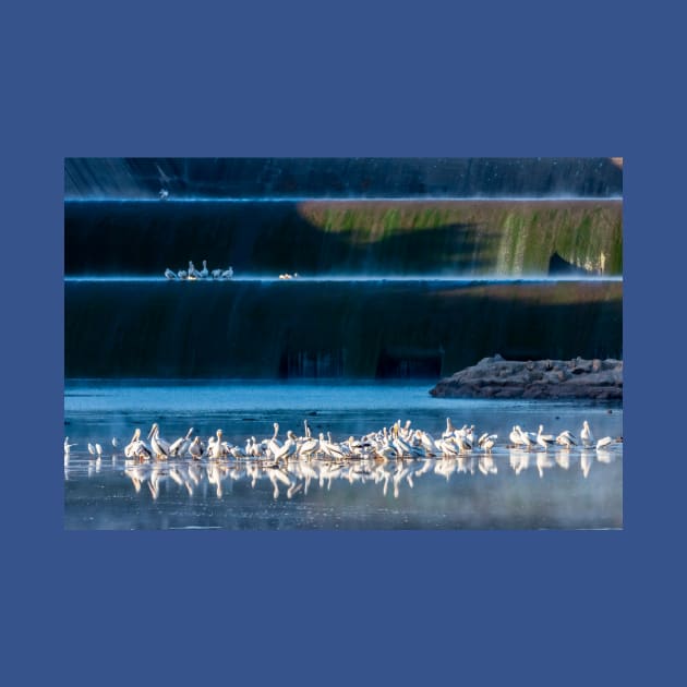 Early Morning Gathering At the Spillway by Debra Martz by Debra Martz