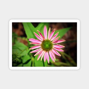 Pink And Green Zinnia Magnet