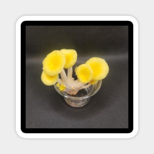 Yellow Oyster Mushroom in glass Magnet