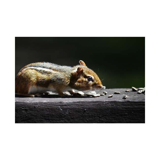 Chipmunk by LaurieMinor