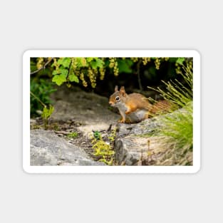 Red Squirrel Magnet